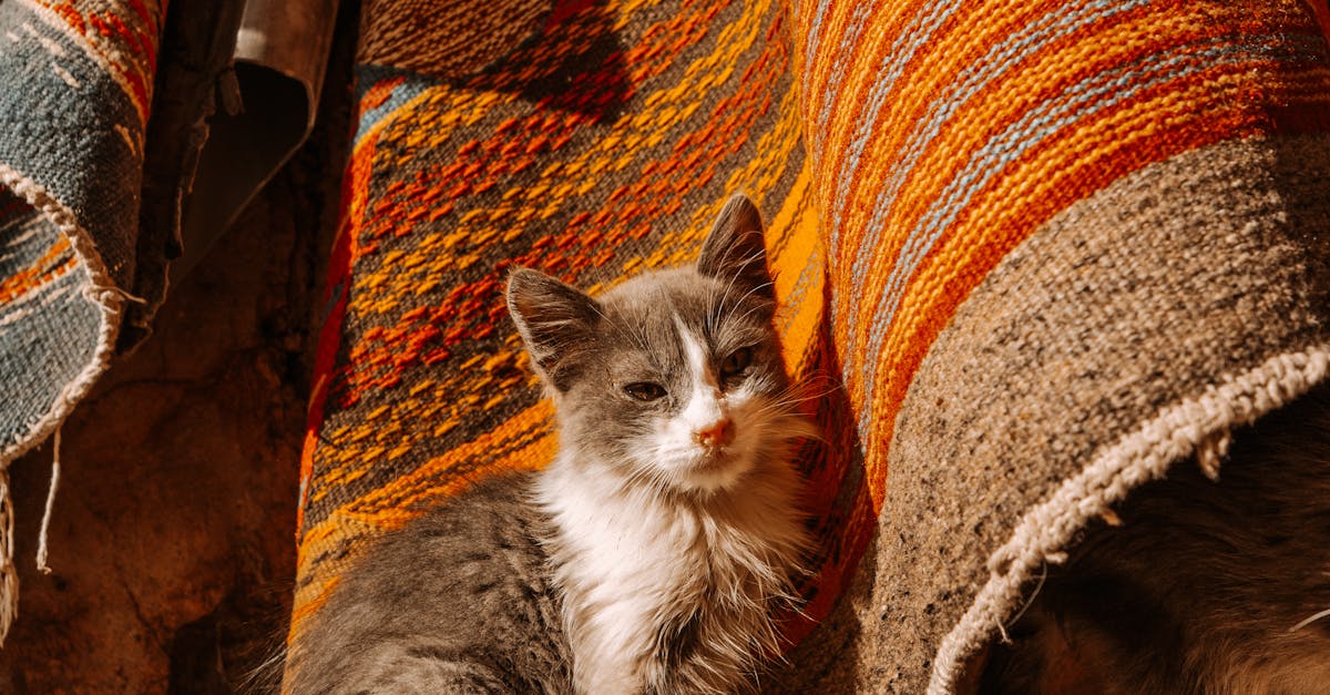 Review of the top rugs for enhancing your photos